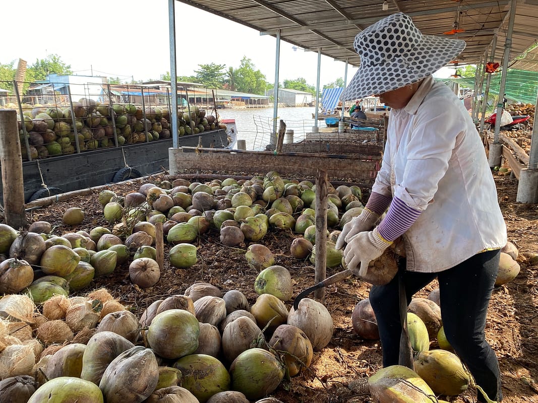 코코넛 껍질 분리