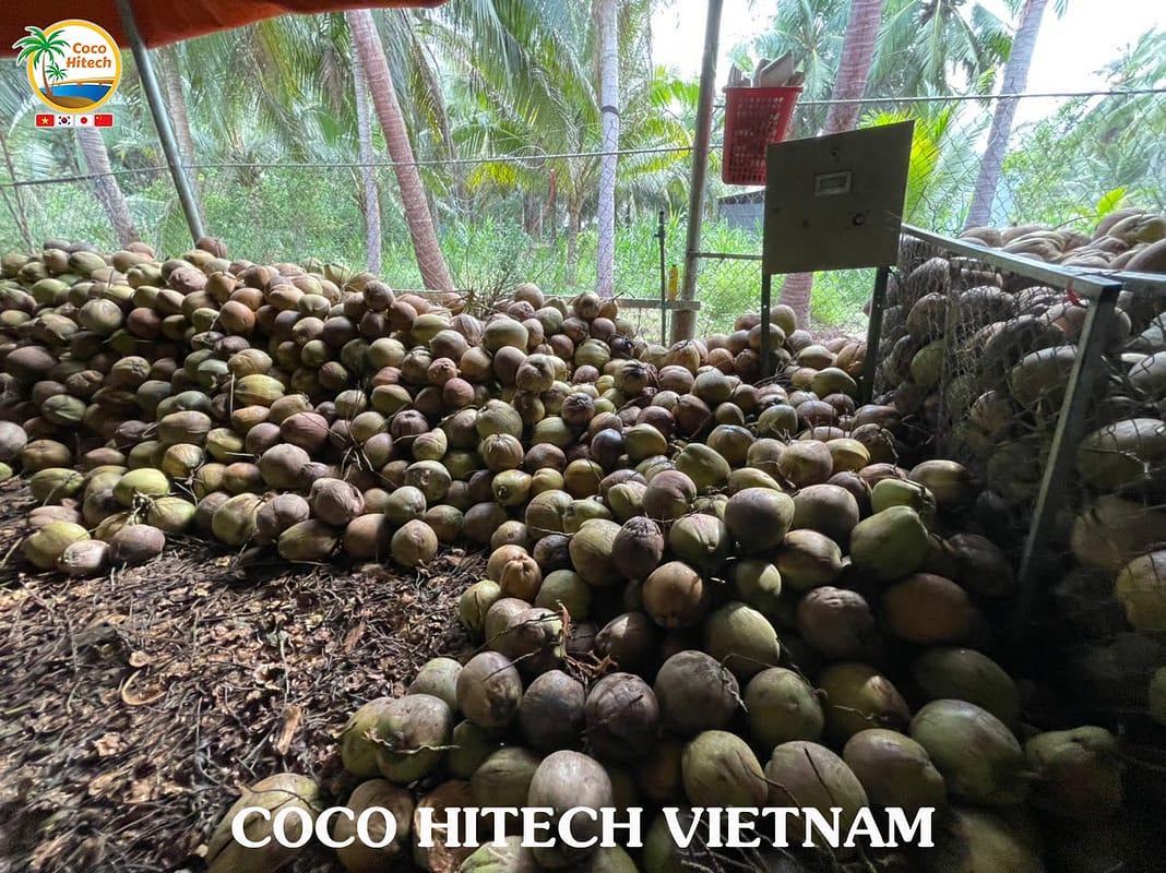 코코넛 원자재