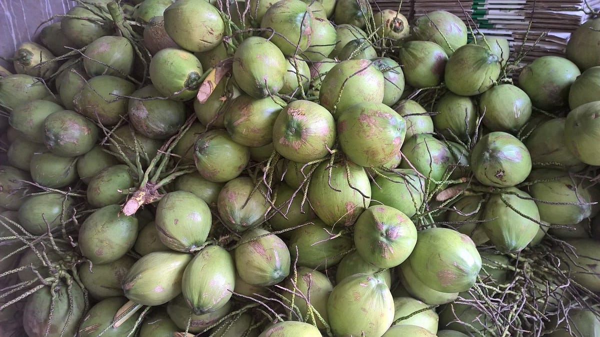 베트남 영코코넛