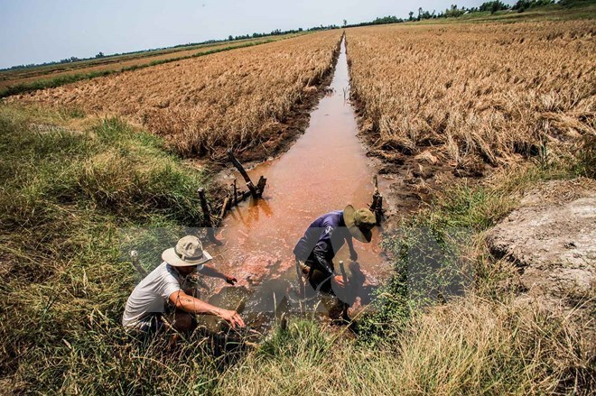 베트남 토양염류화 현상