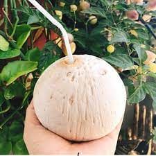 베트남 영코코넛